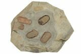 Cluster of Three Symphysurus Trilobites - Fezouata Formation #190972-1